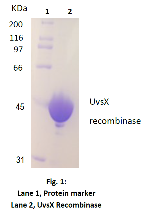Protein Purity T4 UvsX DNA Recombinase