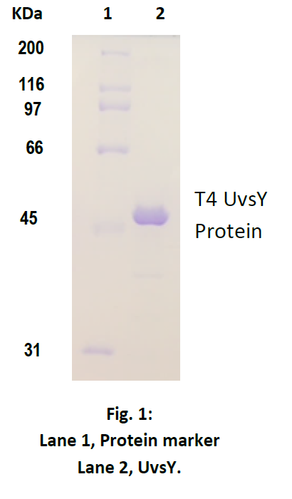 T4 UvsY Protein Purity