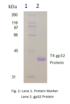 T4 gp32 protein purity