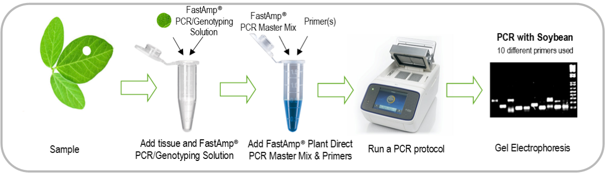 Fastamp Plant Direct PCR How to