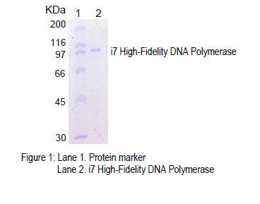 High Fidelity DNA Polymerase Purity