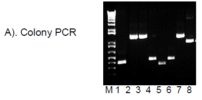 High Fidelity DNA Polymerase Master Mix Colony PCR