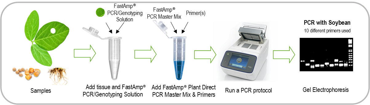 Plant Direct PCR