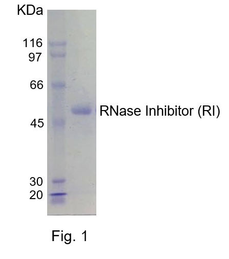RNase Inhibitor Purity