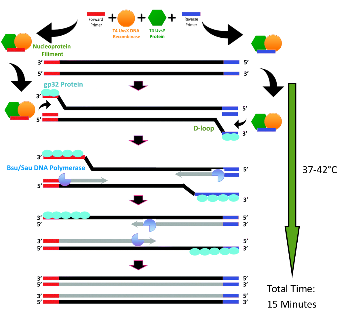 Recombinase Polymerase Amplification details