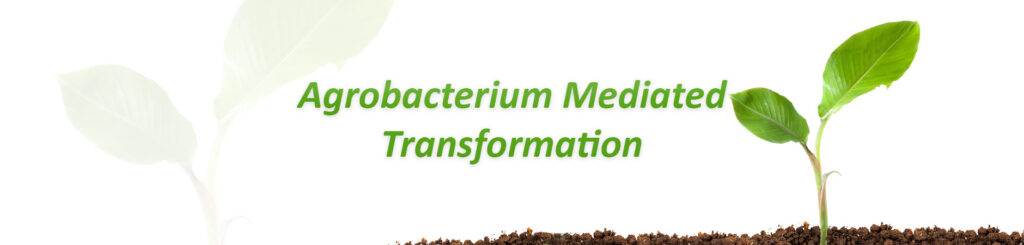 Basics Of Agrobacterium Mediated Plant Transformation Intact Genomics