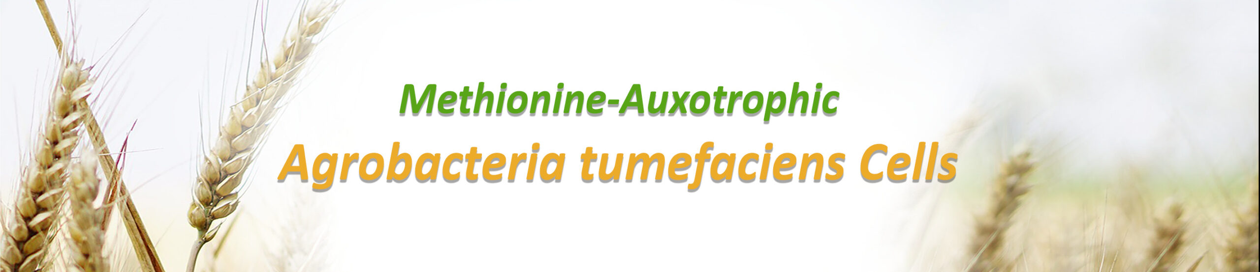 Methionine-Auxotrophic Agrobacteria tumefaciens competent cells header