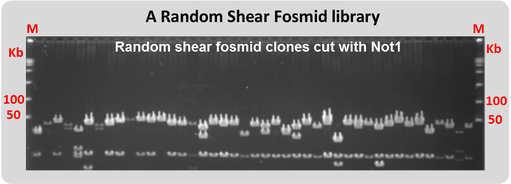 A black and white photo of some random shear fosmids