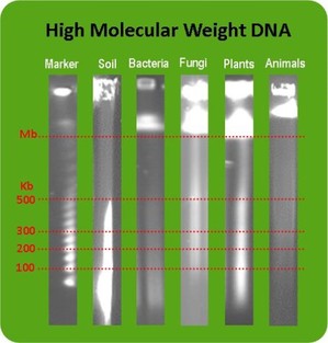 A green background with six different types of dna.