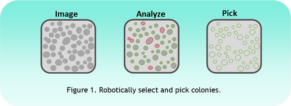 A picture of three different types of microbes.