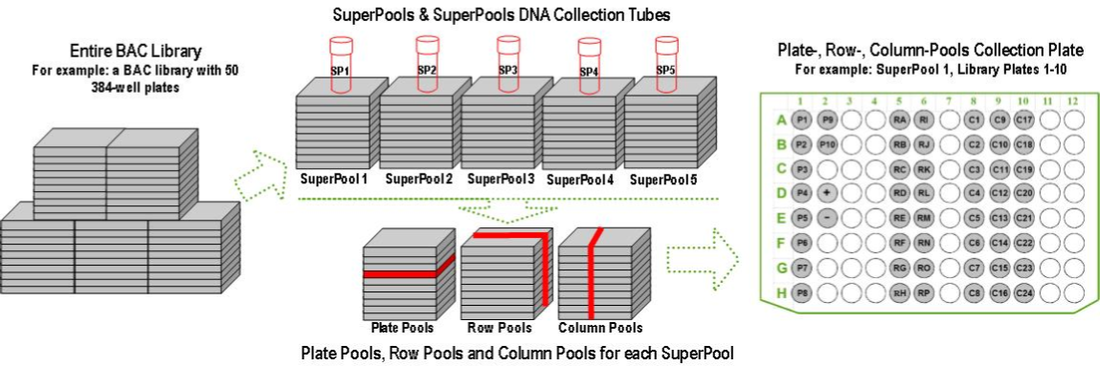 A diagram of superpools and superpools dna collection tubes.