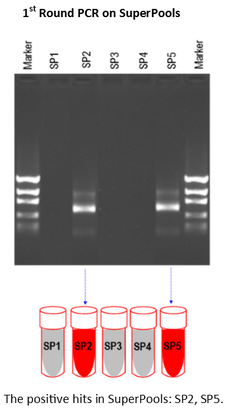 Results of a round of PCR on SuperPools