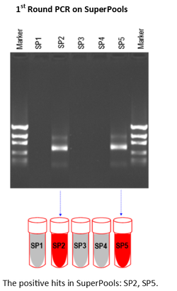 A picture of the dna sequence for the experiment.