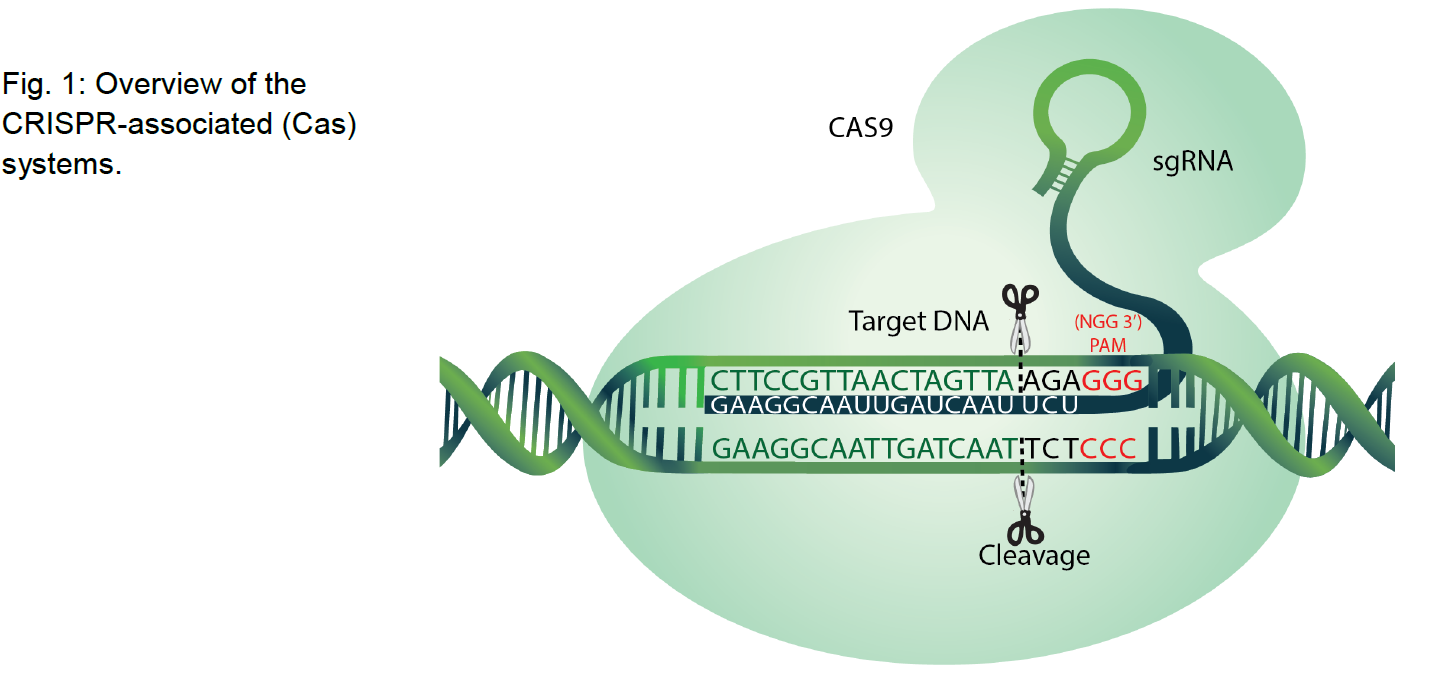 Cas9 Nucelase image