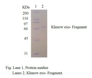 klenow fragment molecular weight