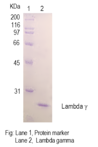 Lambda gamma