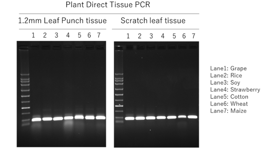 Plant Direct PCR QC