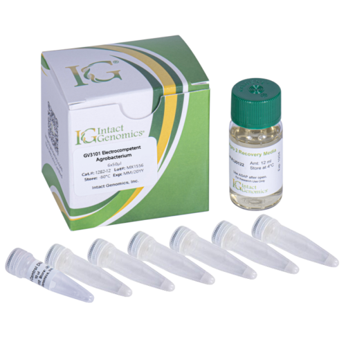 GV3101 Agrobacterium ElectroCompetent Cells