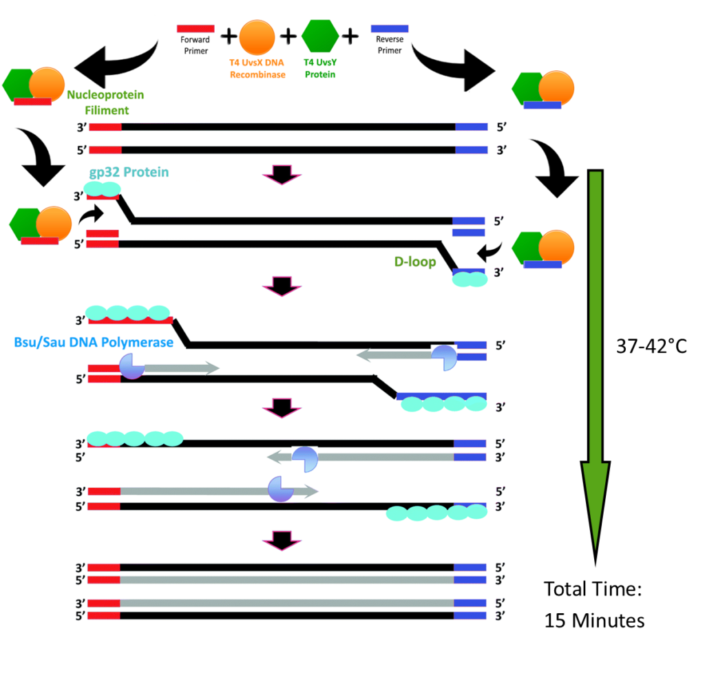 Recombinase Polymerase Amplification Optimization Intact Genomics