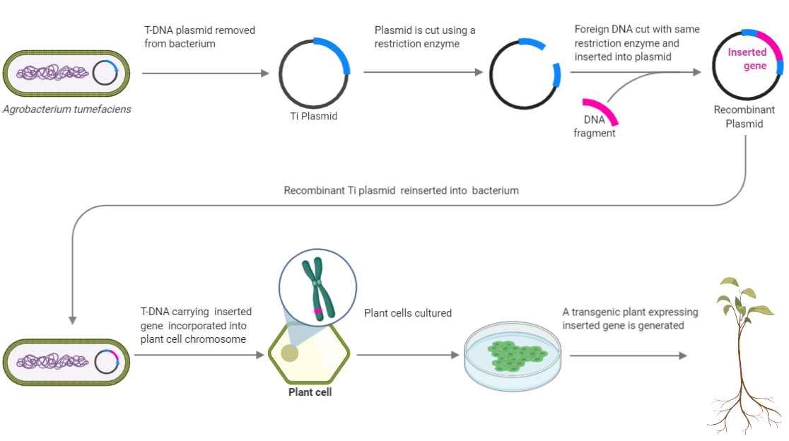 Basics of Agrobacterium Mediated Plant Transformation | Intact Genomics