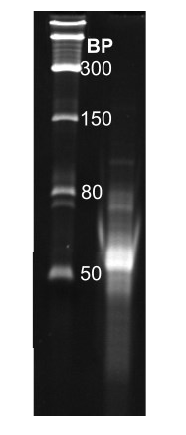 T7 RNA Polymerase Figure 3