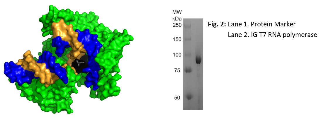 T7 RNA polymerase picture