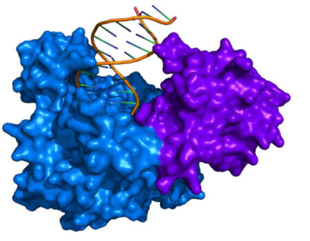 A blue and purple molecule with dna in it