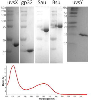 A sample of the same protein is shown in this image.