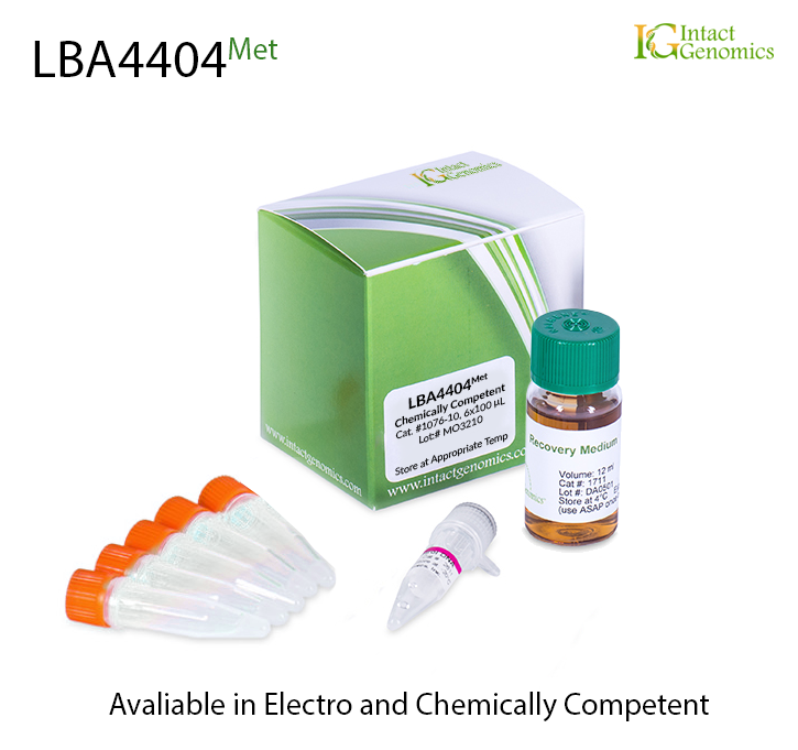 Methionine Auxotrophic LBA4404 Chemically Competent Cells