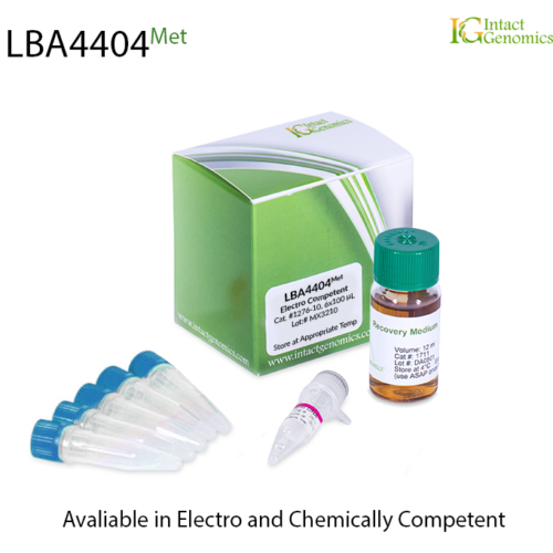 Methionine Auxotrophic LBA4404 electrocompetent Cells