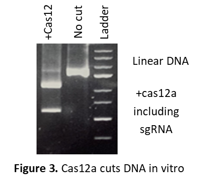 Cas12 Functional testing gel