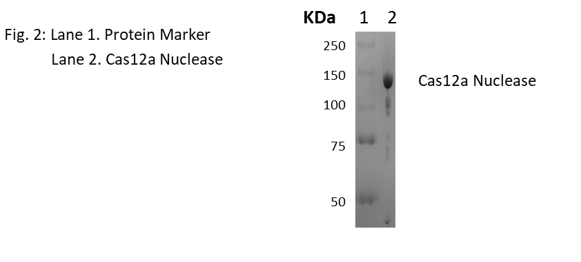 Cas12 Nuclease Gel