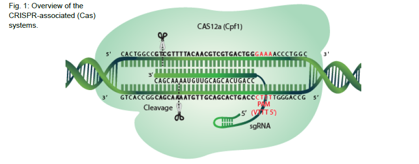 Cas12a Nuclease with fig1