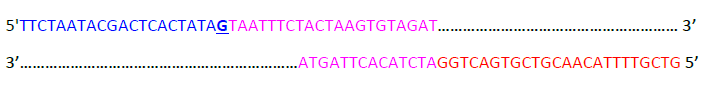 Cas12A sgRNA