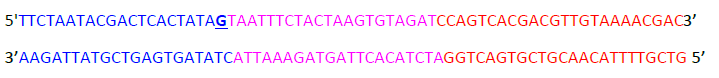 Cas12 sg RNA