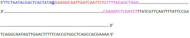 sg RNA cas9