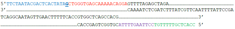 When Setting up peg RNA synthesis