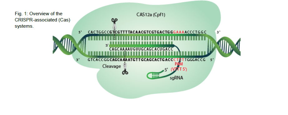 cas12a image