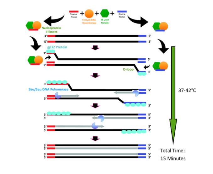 Recombinase Polymerase Amplification RPA schematic