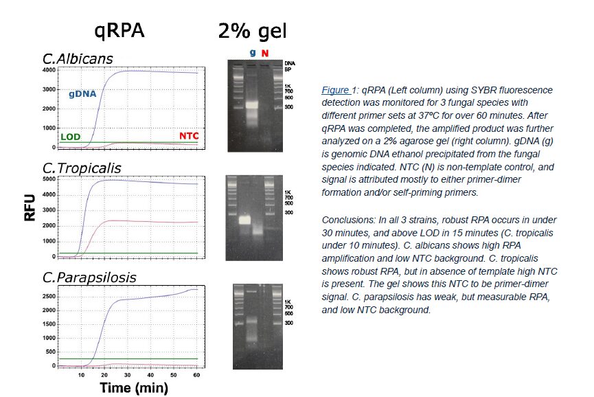 FastAmp® qRPA SYBR Kit can be used to screen primer 