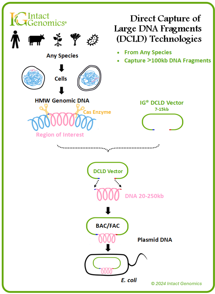 Direct Capture of Large DNA Fragments