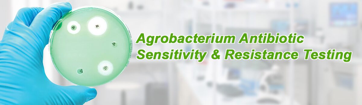 Agrobacterium Antibiotic Sensitivity & Resistance Testing