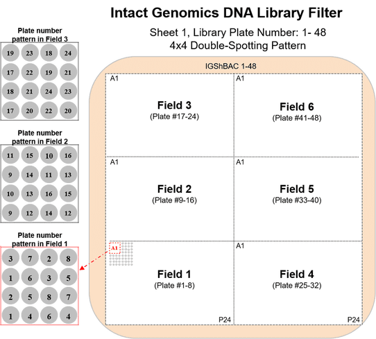 Schematic showing fields and plate numbers