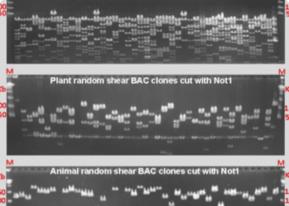 DNA fragments in gel electrophoresis