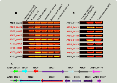 Gel electrophoresis bands and gene map