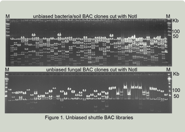 Gel electrophoresis of BAC clones
