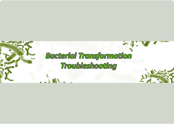 Bacterial transformation troubleshooting guide