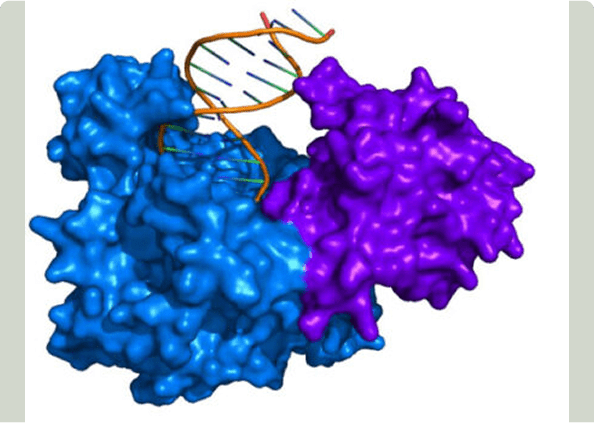 Protein and DNA molecular visualization in 3D