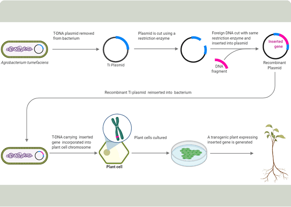 Overview of plant DNA insertion process