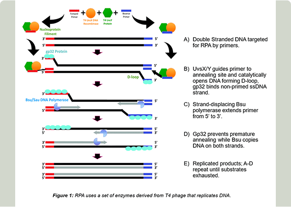 DNA replication process with enzyme annotations